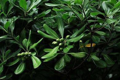 《巫师4》已进入全面制作阶段 CDPR对该作信心满满